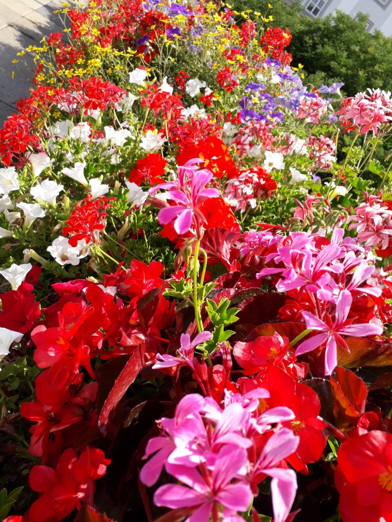 Frische Blumen für die Vase Blumen länger frisch halten – Blumenbeet als Inspiration