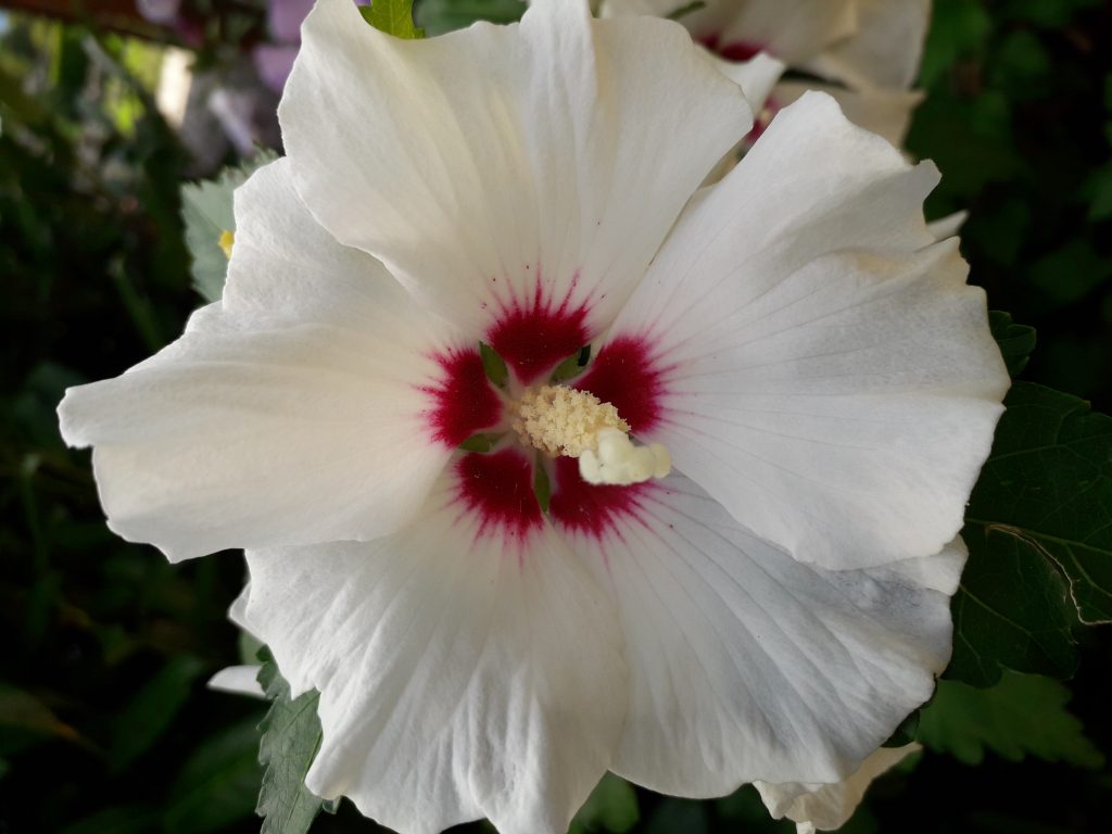 Blüte als Beispiel für frische Blumen Frische Blüte bei sorgfältiger Schnittblumenpflege