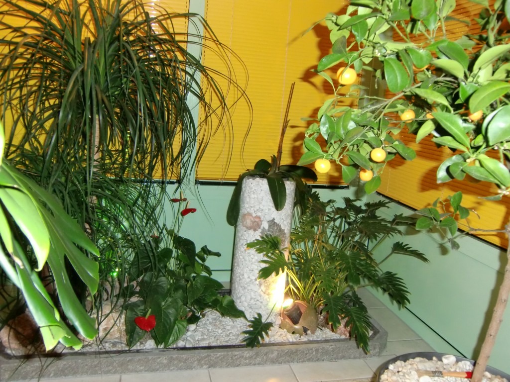 Zimmerpflanzen für Wohnraum und Büro Pflegeleichte Zimmerpflanzen für Wohnraum und Büro