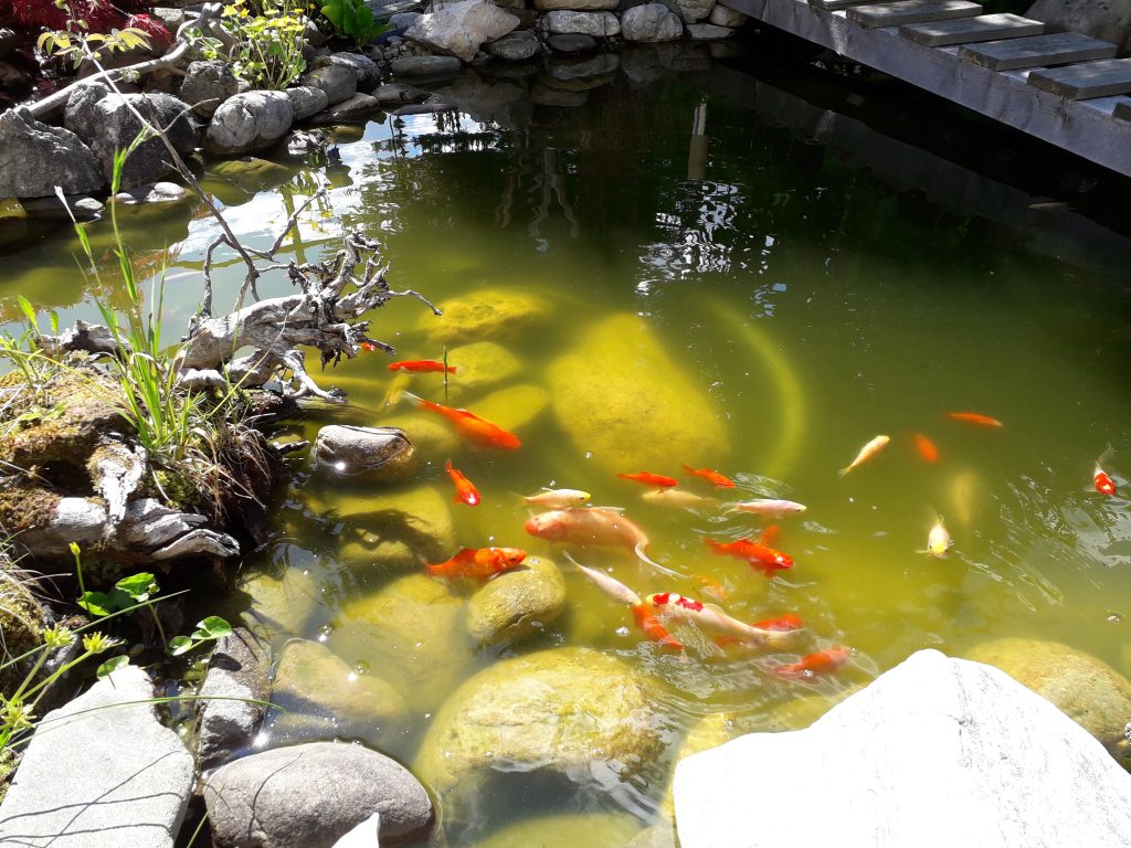 Wasser im Garten mit naturnahem Gartenteich und Uferpflanzen