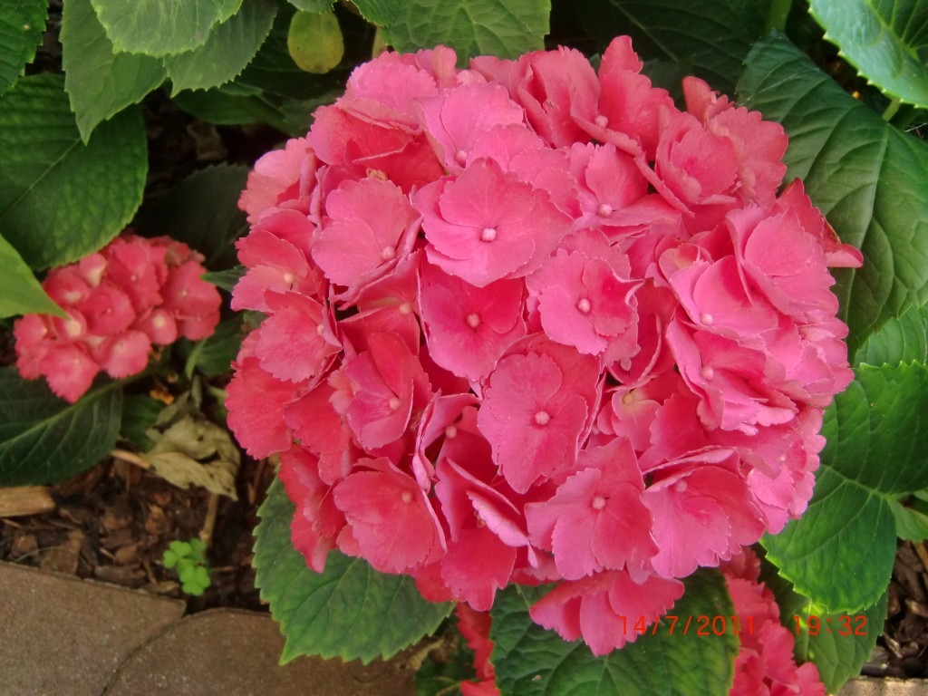 Hortensienblüte Blühende Hortensie an einem geeigneten Gartenstandort