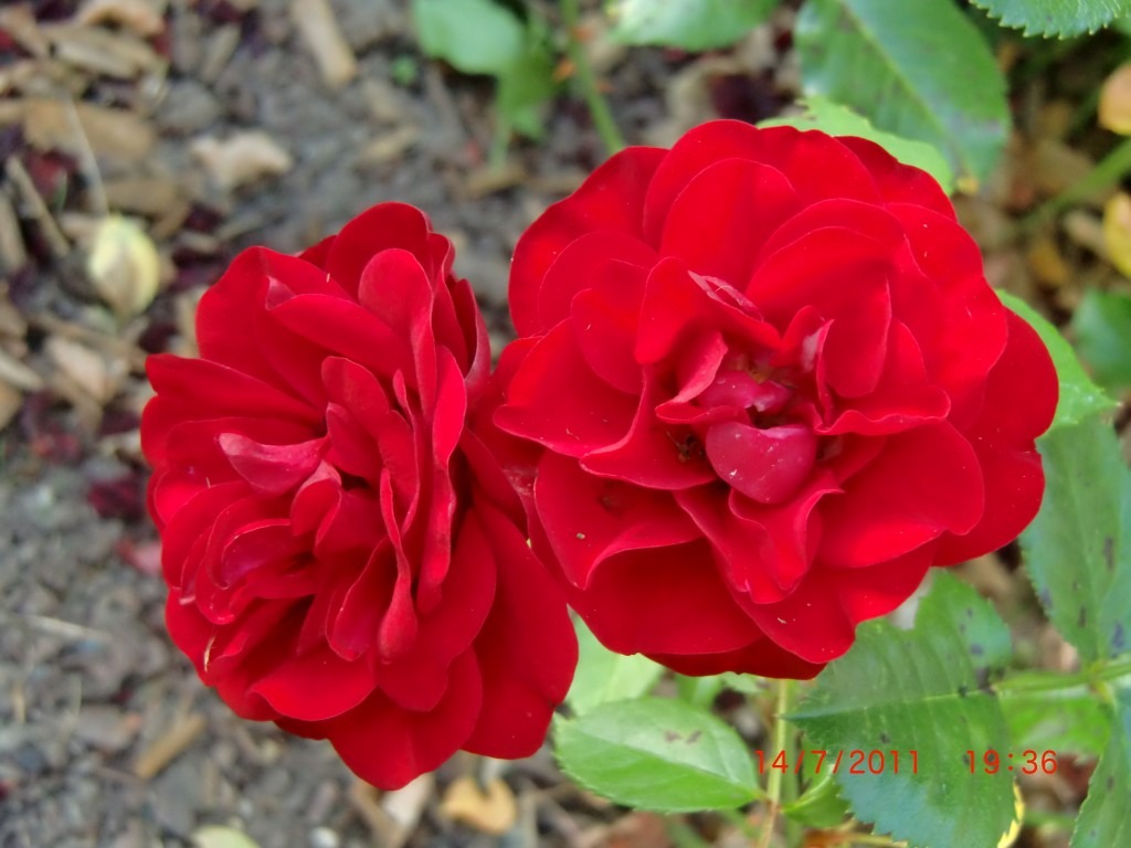 Rose für die Vase Rote Rose als langlebige Schnittblume in der Vase