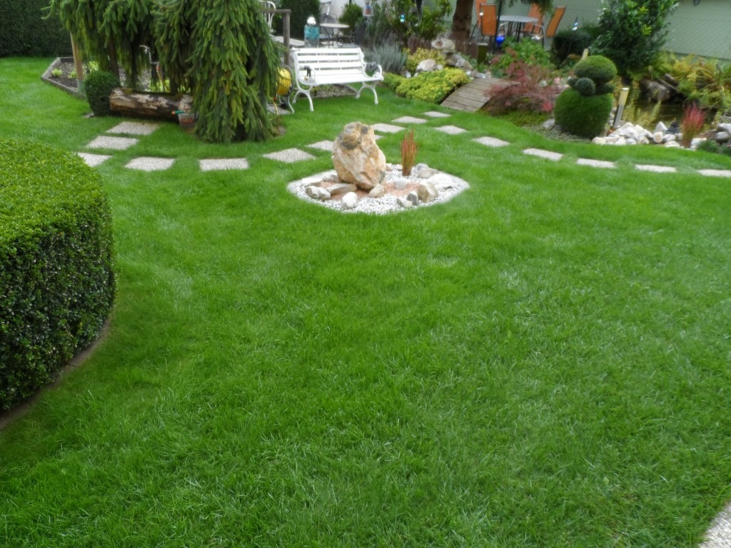 Gesunder Gartenrasen Gepflegte Rasenfläche mit dichtem Grün