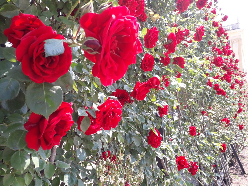 Rosen pflanzen und pflegen in einem sonnigen Garten
