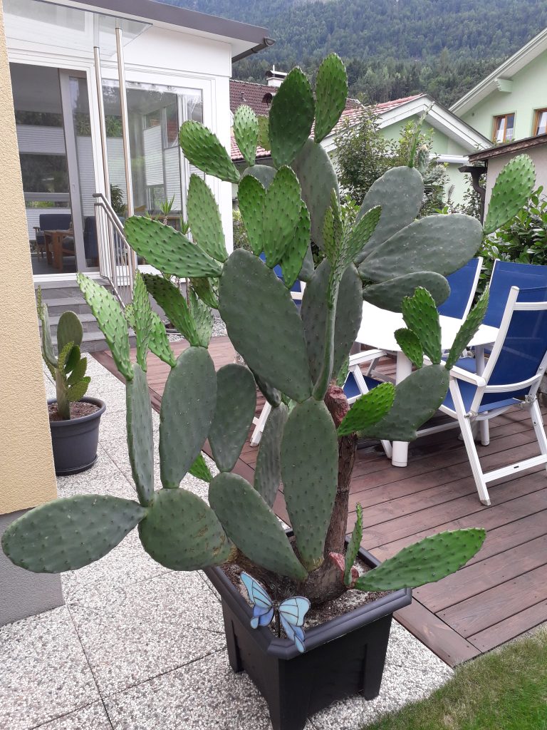 Feigenkaktus an einem sonnigen Standort Echter Feigenkaktus als trockenheitsverträgliche Kübelpflanze