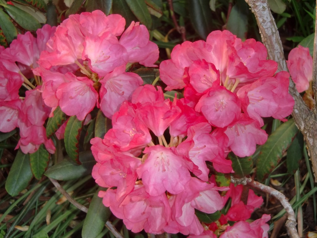 Rhododendronblüte im Garten Nahaufnahme einer rosa Rhododendronblüte