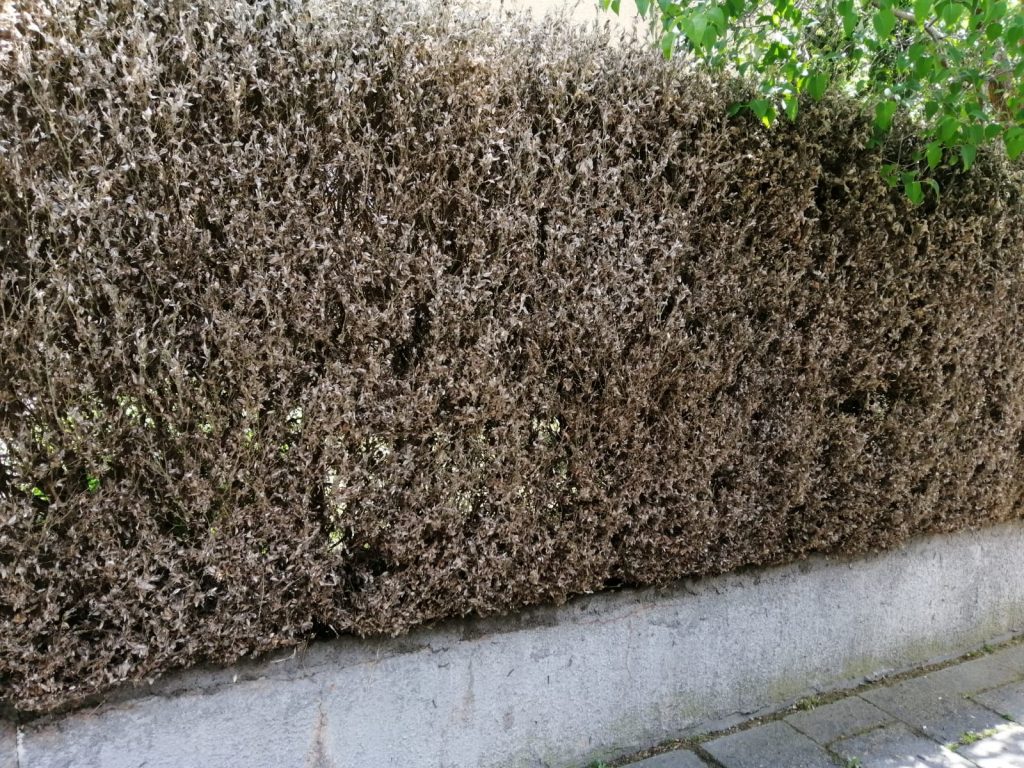 Schadbild des Buchsbaumzünslers Beschädigte Buchshecke mit kahlen Zweigen und Gespinsten