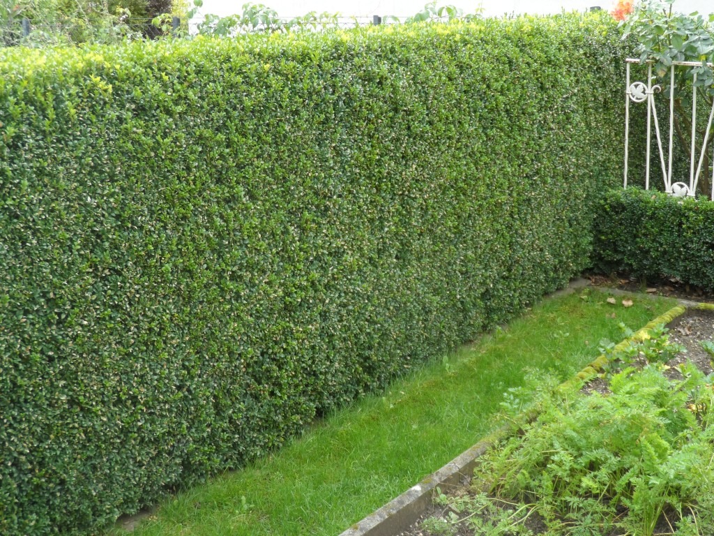 Hecken im Garten als grüner Sichtschutz Hecken im Garten als dichter grüner Sichtschutz