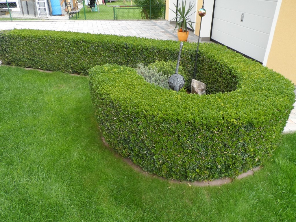 Buchsbaumhecke als grüne Beeteinfassung Buchsbaum im Garten als dicht geschnittene Hecke