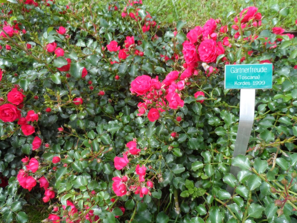 Dunkelrote Blüte der Rosensorte Toscana
