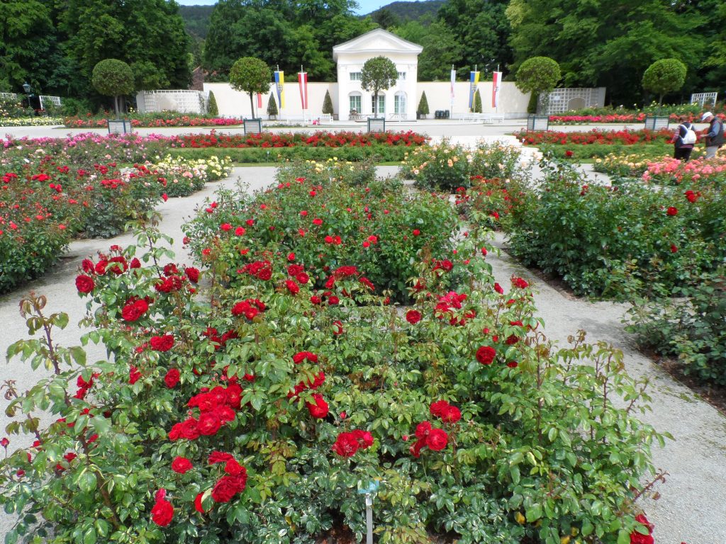 Farbenreiche Rosenblüten in einem gepflegten Beet