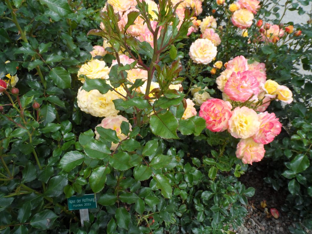 Blüte der Rosensorte Rose der Hoffnung