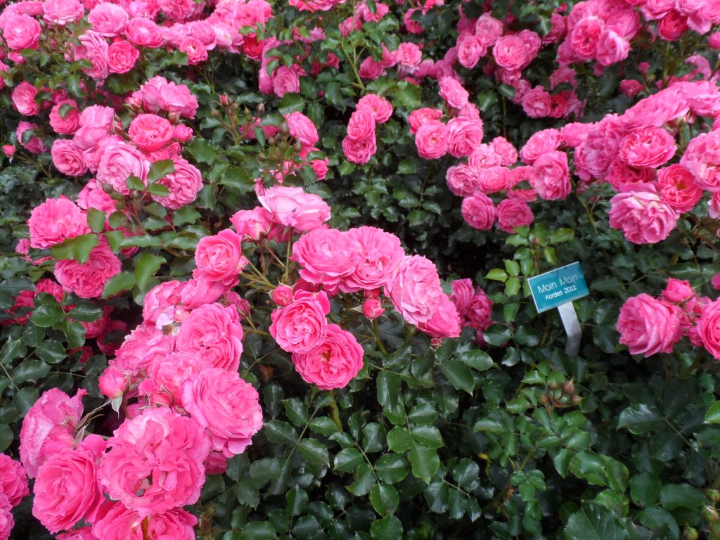 Rosafarbene Blüte der Rosensorte Moin Moin