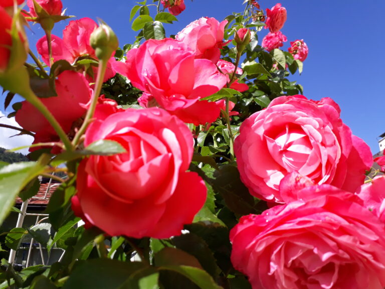 BLUME2000 Blumenversand mit Blumen und Pflanzen