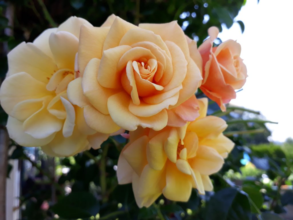 Gelbe Rosen als Blumengeschenk Gelbe Rosen als freundliches Blumengeschenk