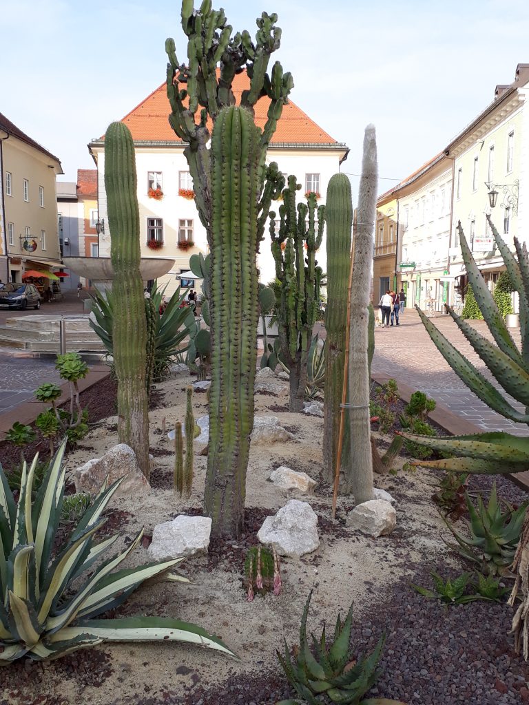 Verschiedene Sukkulenten in kleinen Töpfen