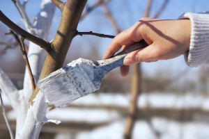SPRING protection of fruit trees in the garden
