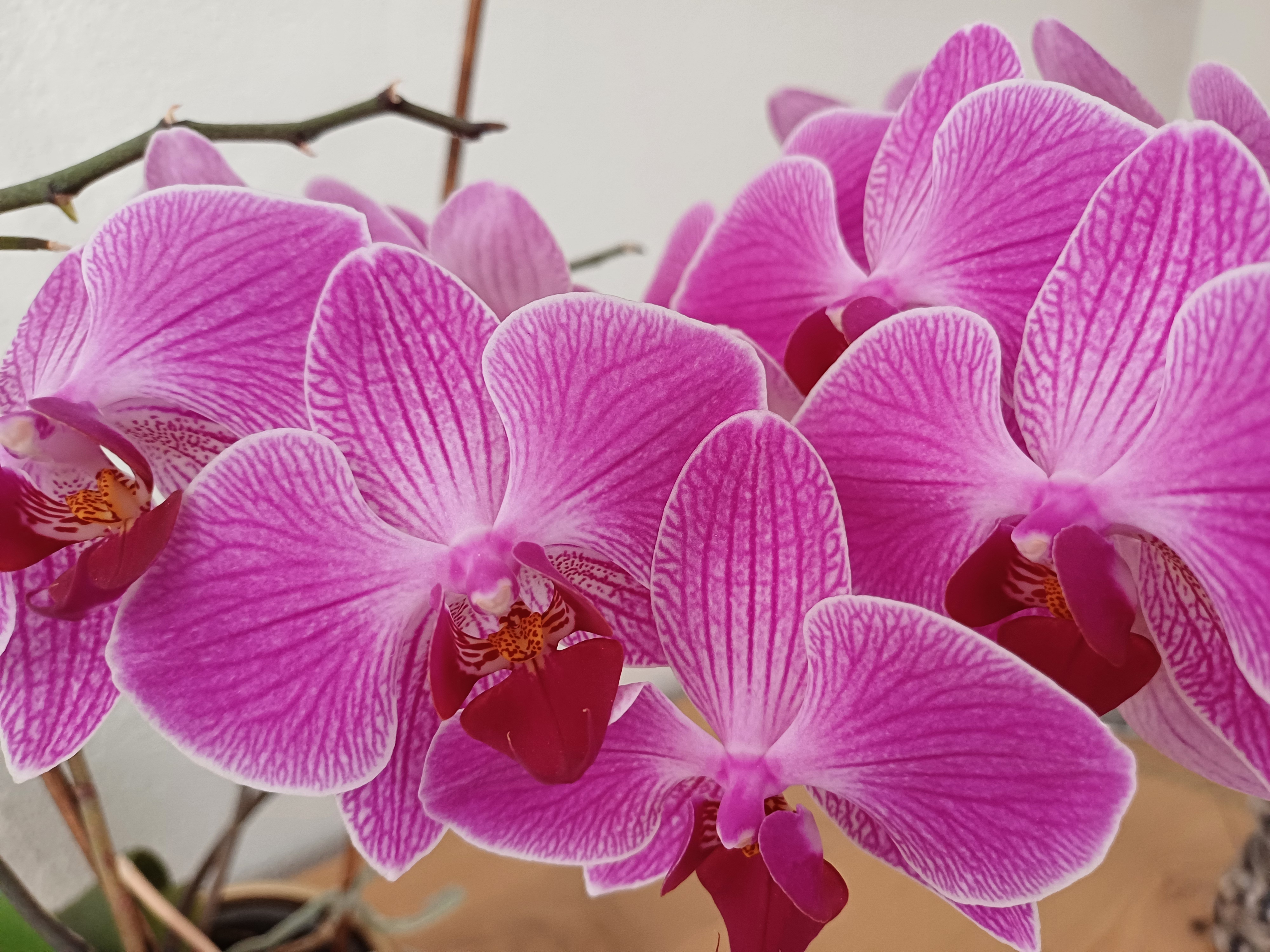 Mehrere farbenfrohe Orchideenblüten