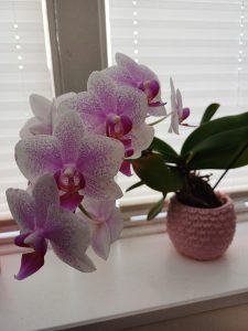 Orchideen – perfekte Blüten, zauberhafte Schönheiten
