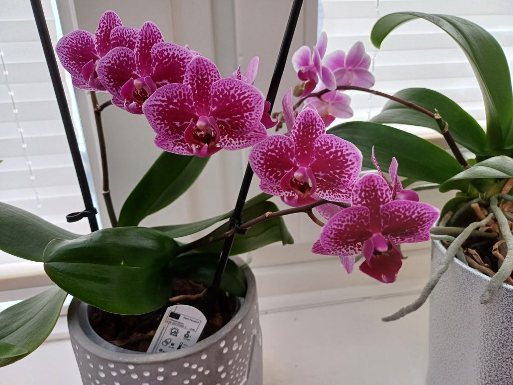 Orchidee mit dekorativen Blüten