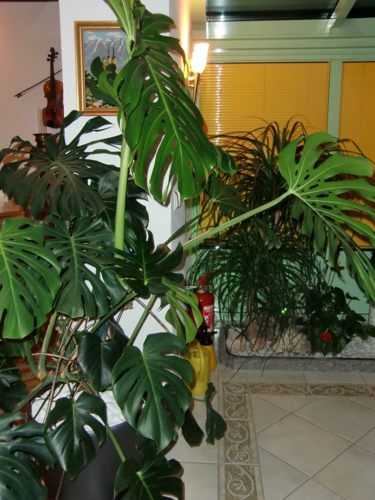 Großes Fensterblatt mit geschlitzten Blättern Fensterblatt als große Grünpflanze im Wohnraum