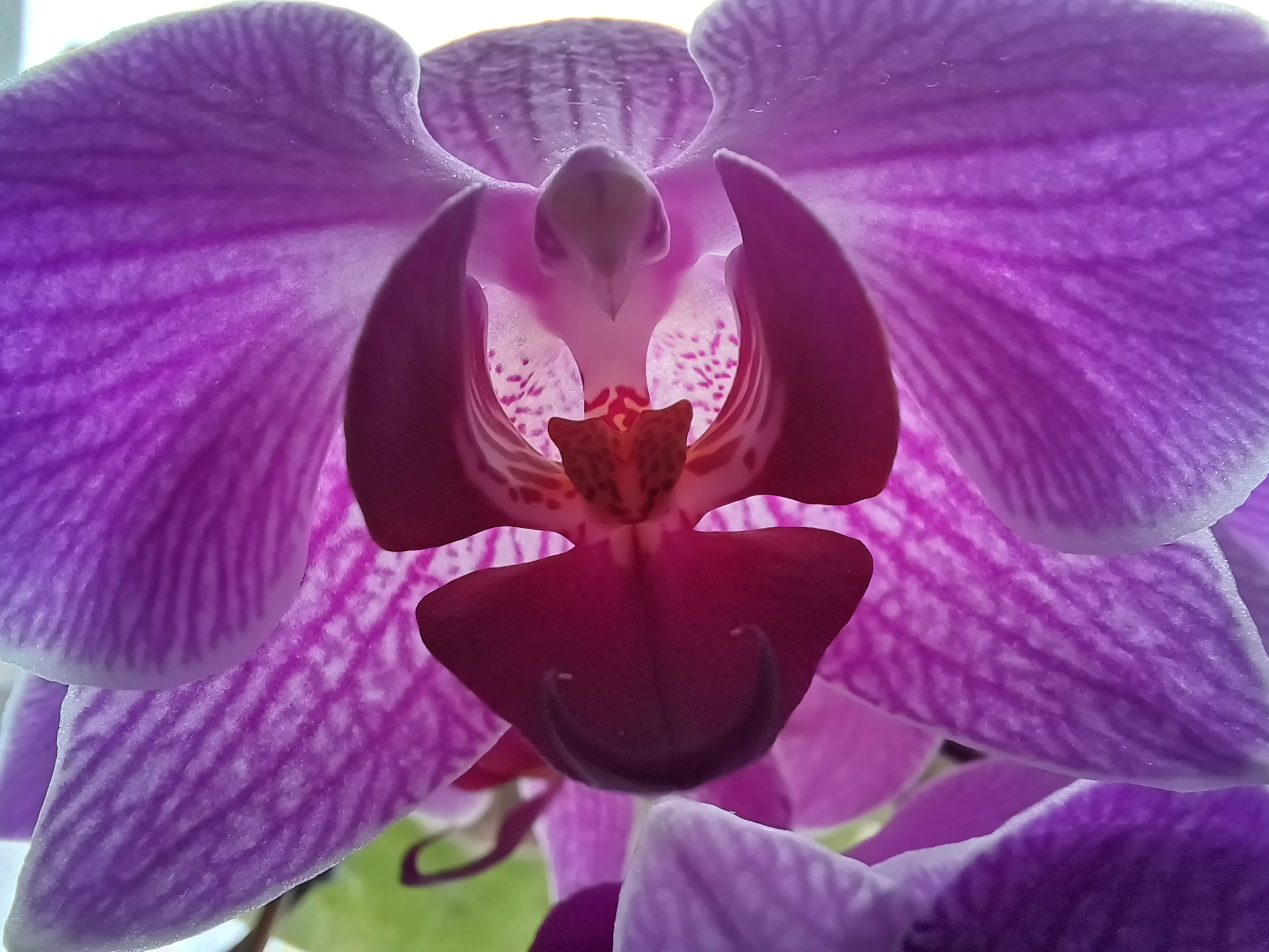 Blüte einer Orchidee Violette Orchideenblüte für kühle Farbakzente