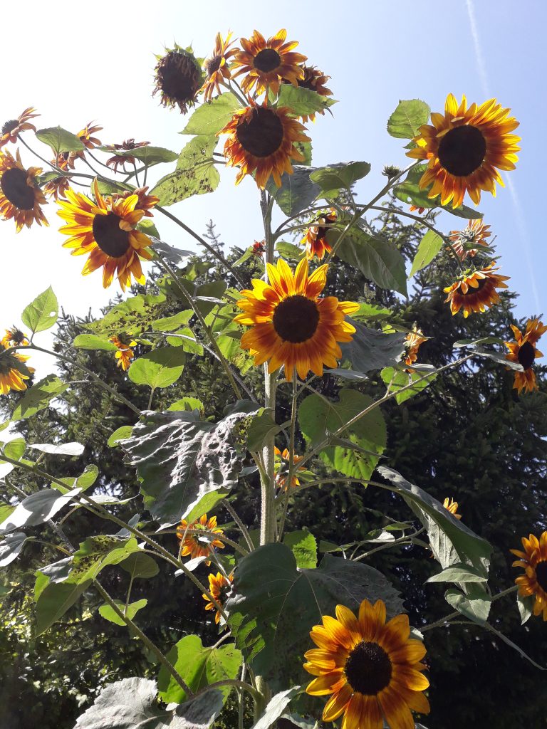 Sonnenblume bringt Freude Blumensprache: Sonnenblume als Sinnbild für Lebensfreude