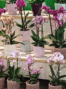 Die Sprache der Blumen, eine Botschaft, die mehr als Worte sagt