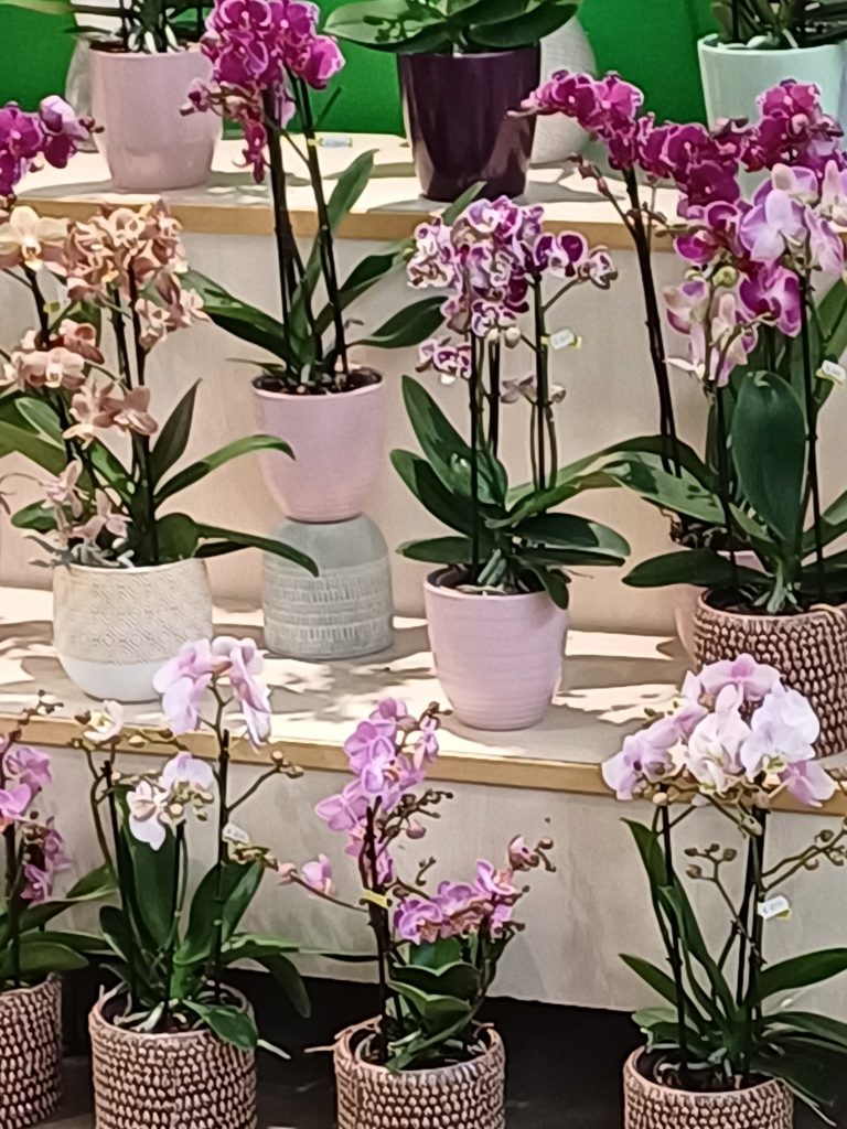 Orchidee steht für Schönheit Sprache der Blumen: Blühende Orchidee als elegantes Geschenk