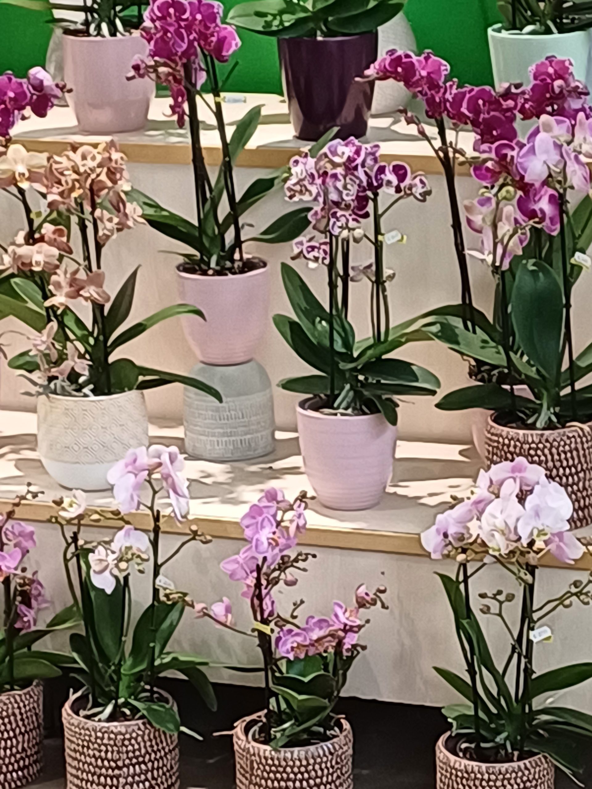 Orchideen pflegen mit einer blühenden Zimmerorchidee