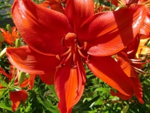 Die Sprache der Blumen.