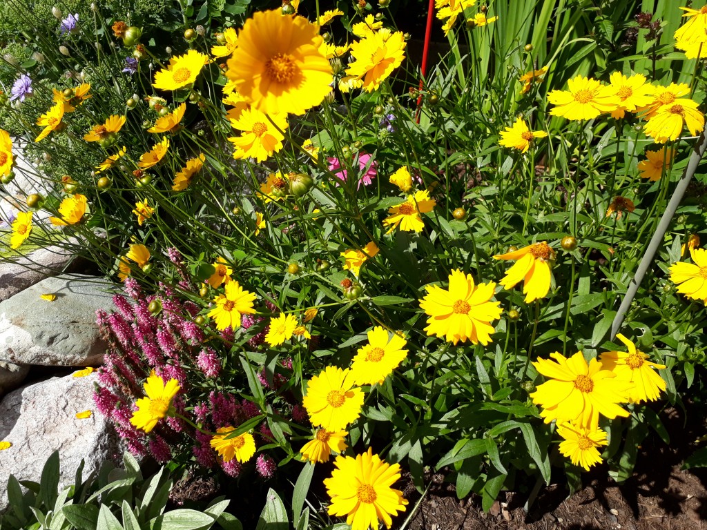 Bepflanzter Steingarten mit vielfältigen Strukturen Bepflanzter Steingarten mit verschiedenen Gartenpflanzen