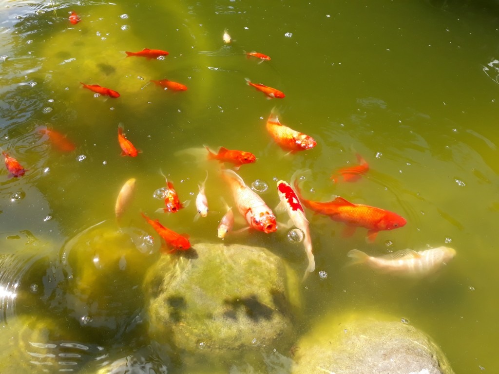 Gartenteich mit Goldfischen und Wasserpflanzen Kleiner Gartenteich mit Goldfischen und Wasserpflanzen
