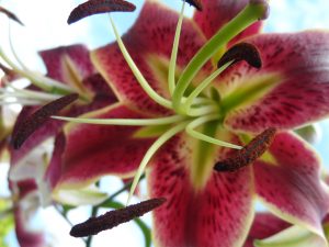Erfolg durch Blumen im Business.