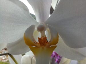 Bloom & Wild, Blumengeschenke mit britischem Stil
