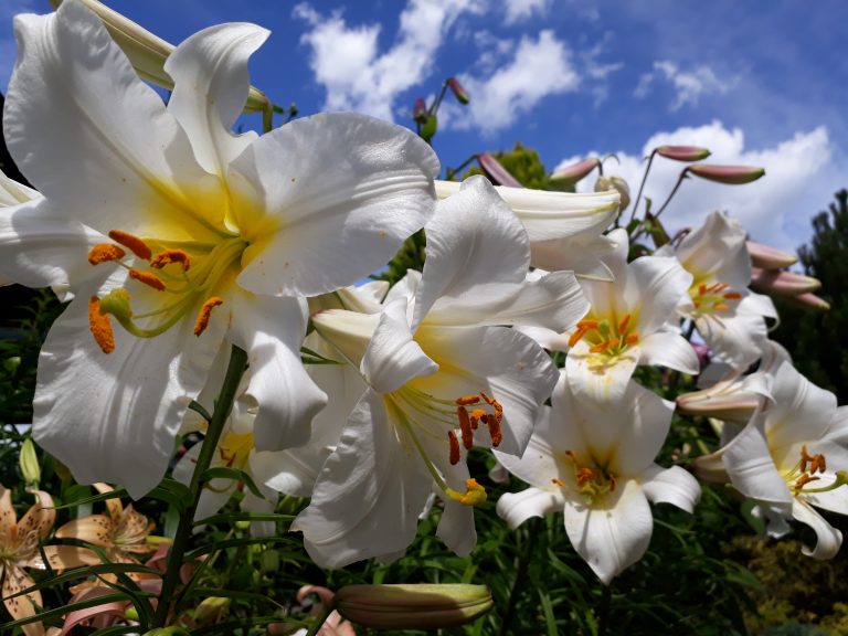 Lilien Lilien im sonnigen Staudenbeet
