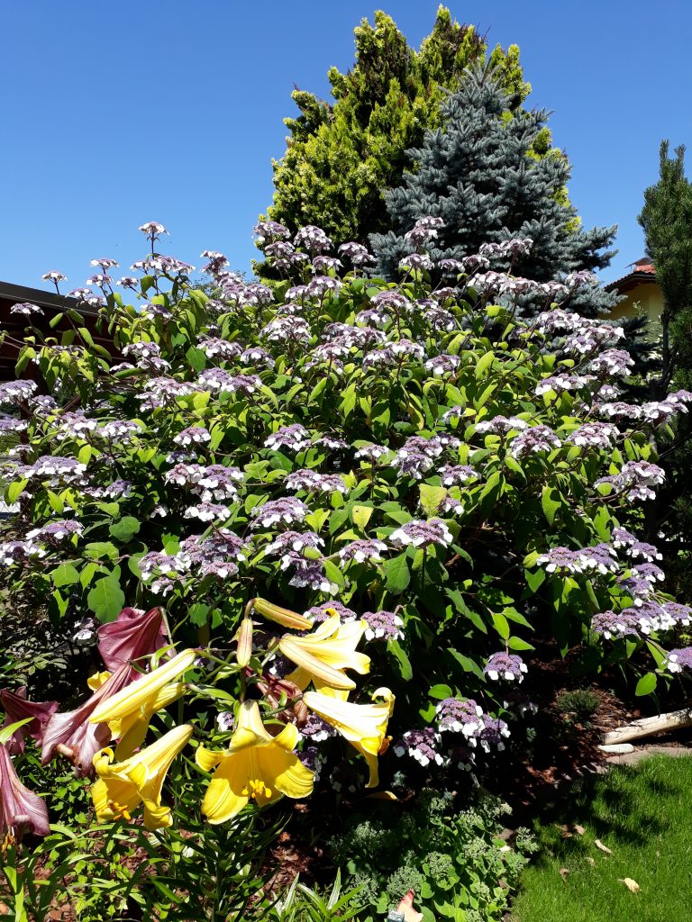 Fell-Hortensie Fell-Hortensie an einem geschützten Platz
