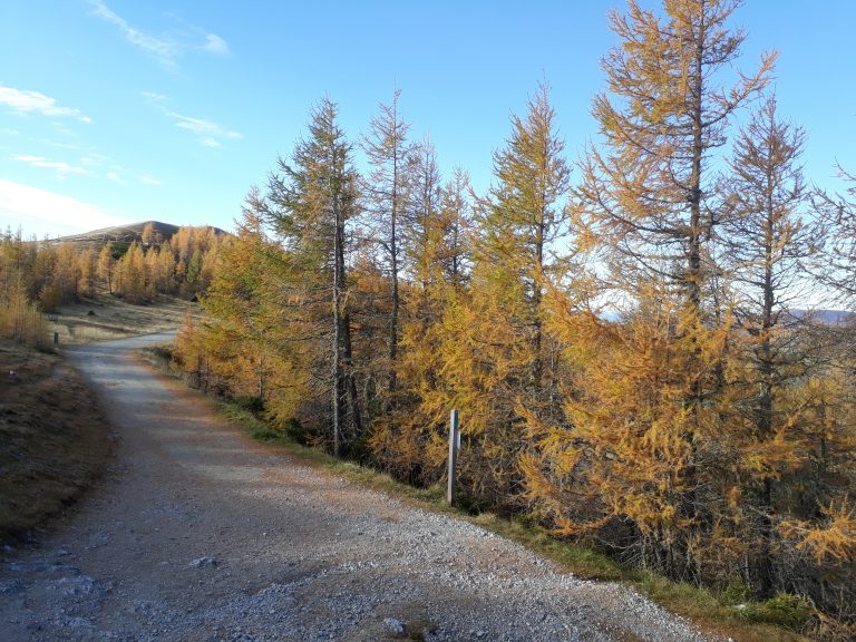 Lärchen Goldgelbe Lärchen im Herbst