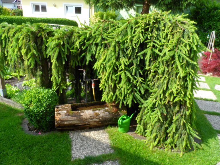 Hängefichte Hängefichte als Solitärgehölz