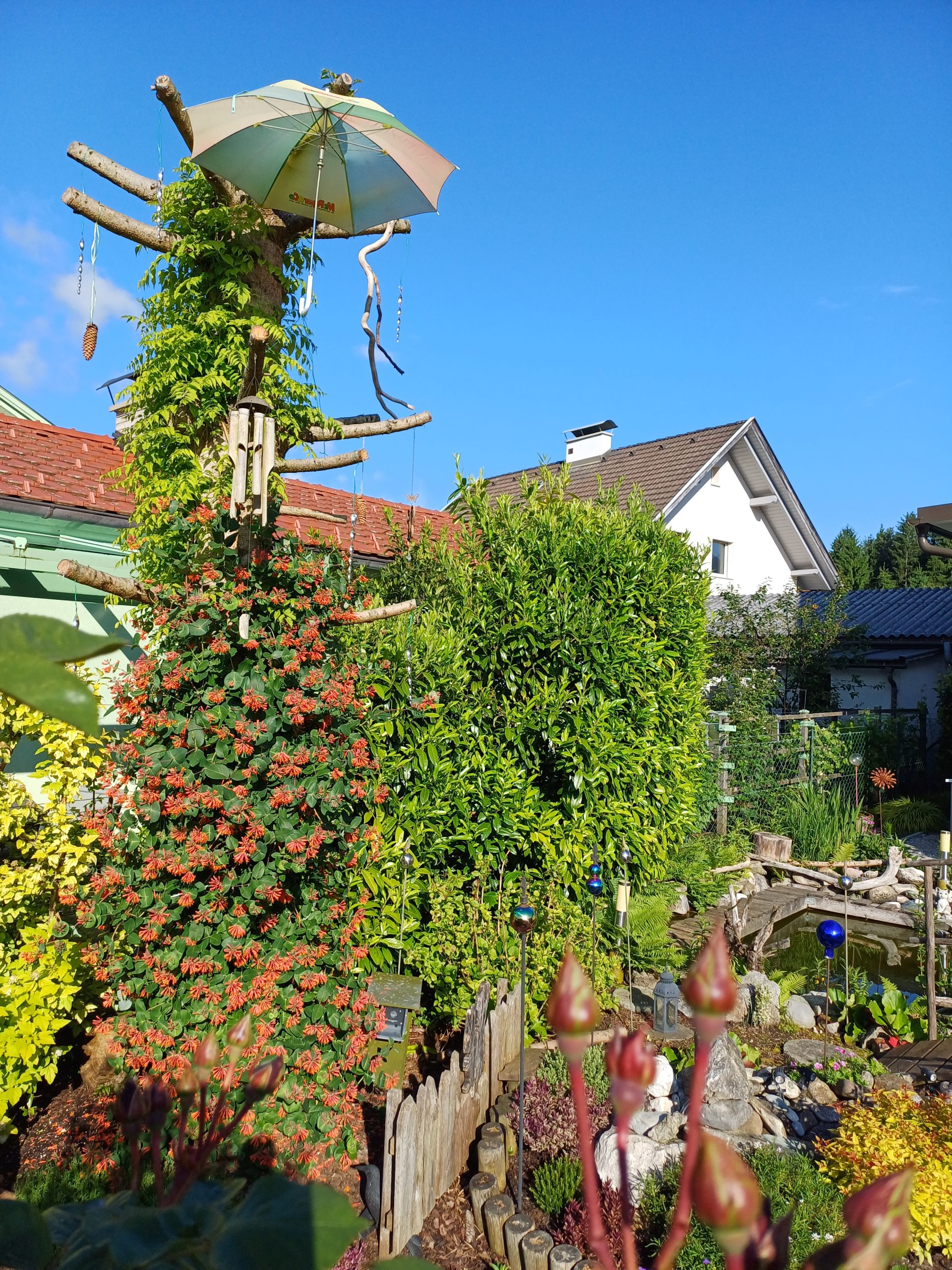 Fichtenstamm mit blühenden Kletterpflanzen Kletterpflanzen an einem Baumstamm zwischen Laub- und Blütenbäumen im Garten