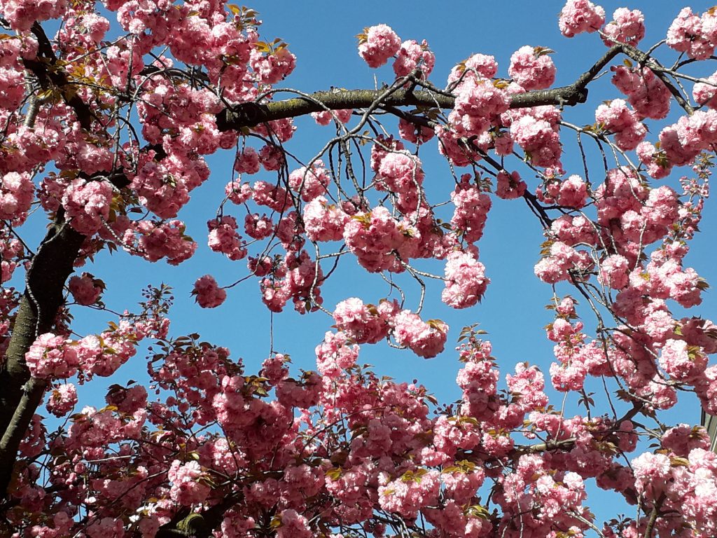 Blühender Strauch im Frühling Lostage und Bauernregeln im Frühling