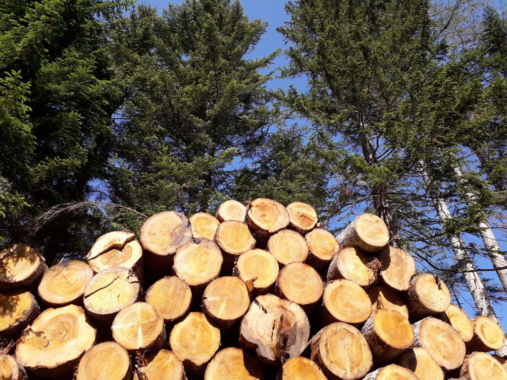 Geschlägertes Holz Geschlägertes Holz nach überlieferten Naturregeln