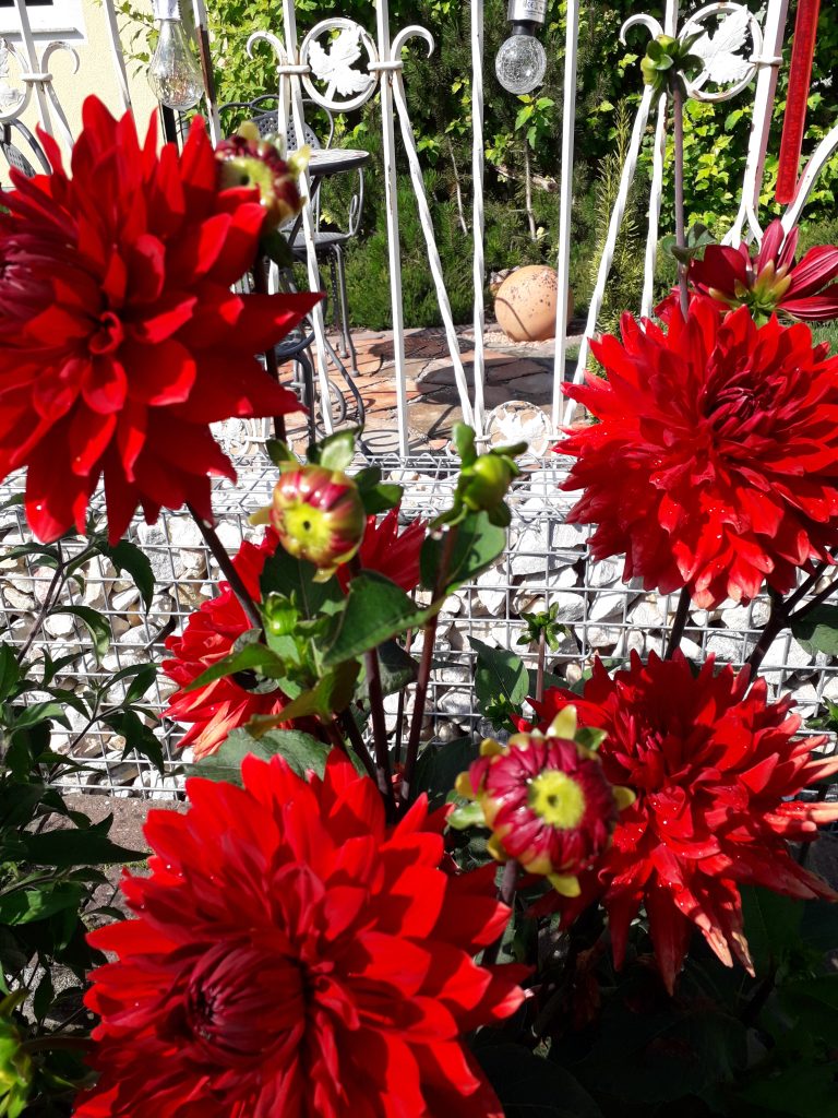 Dahlien im sommerlichen Blumenbeet Dahlien als farbige Sommerblüher