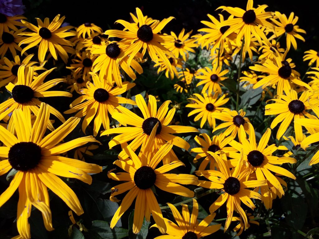 Sonnenhut im Blütengarten Gelber Sonnenhut in einem blühenden Garten