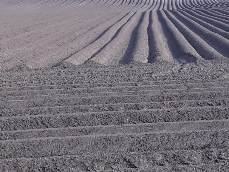 Gartenboden richtig bearbeiten Gartenboden richtig bearbeiten auf einem Kartoffelacker