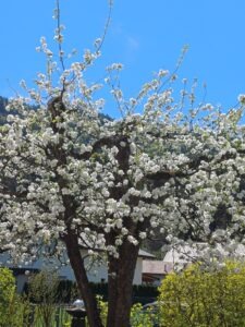 Die Fertilität bei Obstbäumen, für eine gute Ernte