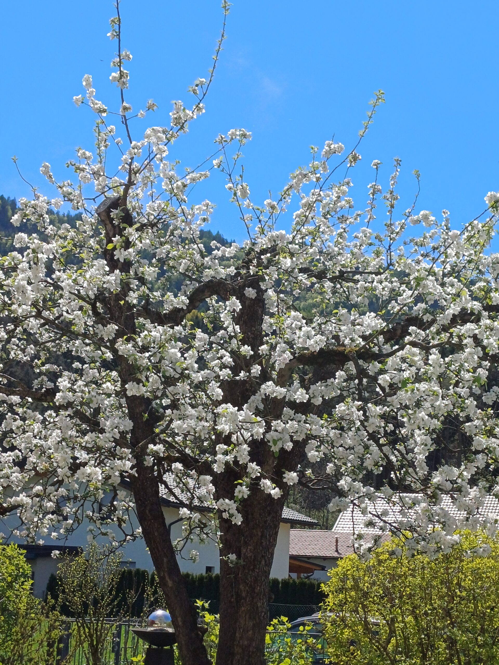 Blühender Apfelbaum ohne sicheren Fruchtansatz Obstbaum trägt keine Früchte trotz üppiger Apfelblüte