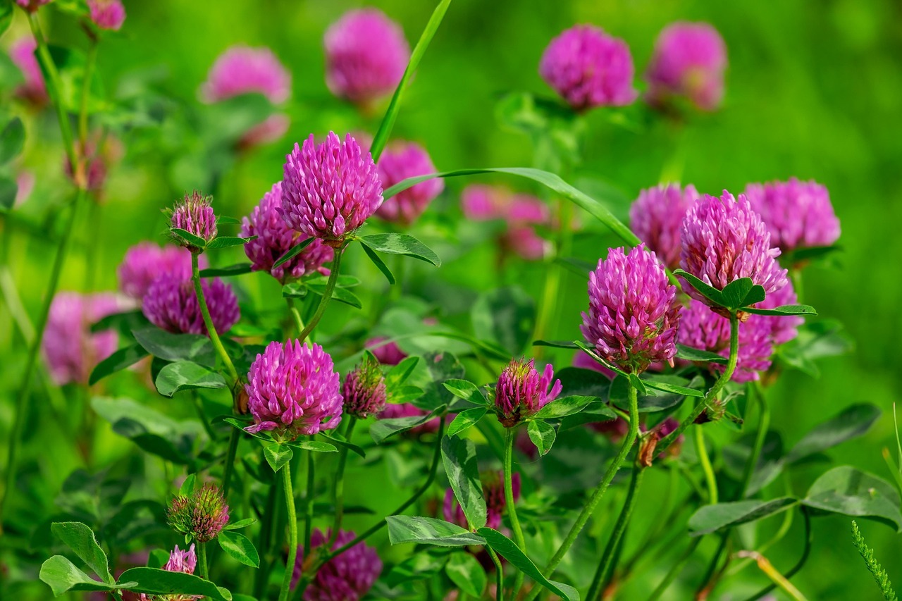 Rotklee im Garten richtig bestimmen Rotklee bestimmen, bevor Du Wurzelunkräuter bekämpfen möchtest