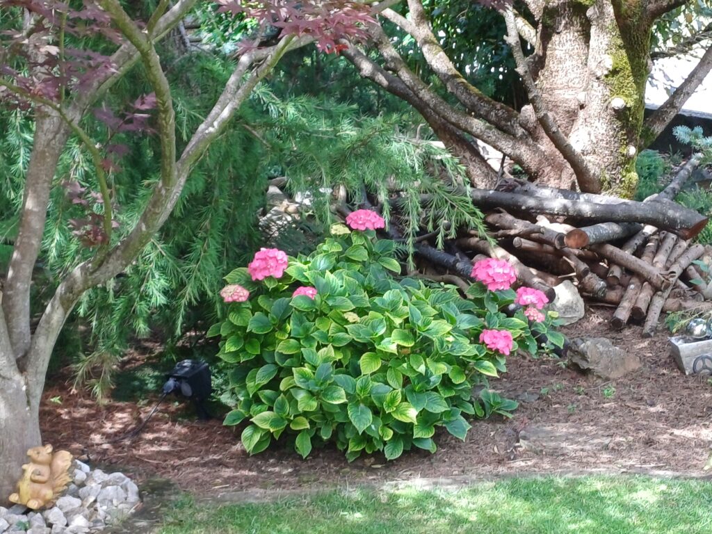 Rosa blühende Gartenhortensie am Gehölzrand Rosa blühende Gartenhortensie an einem halbschattigen Gehölzrand