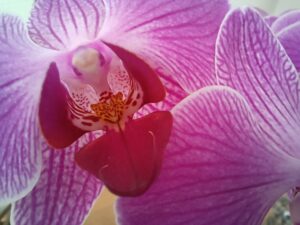 Orchidee Aktionen bei Blumenshop.de, Service einer Videobotschaft